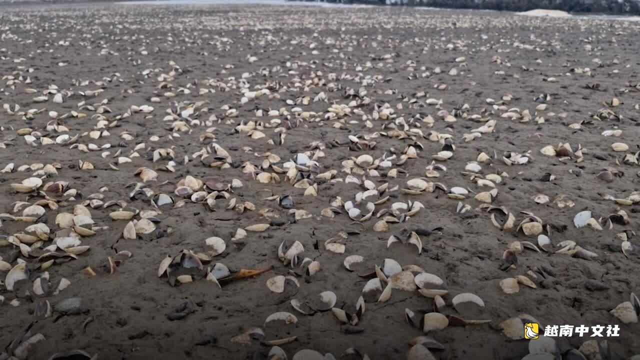 數百噸蛤蜊因反常天氣死亡