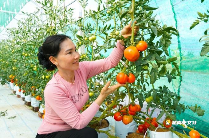 將鹽鹼地改造成葡萄園和番茄園,年收入數十億越南盾