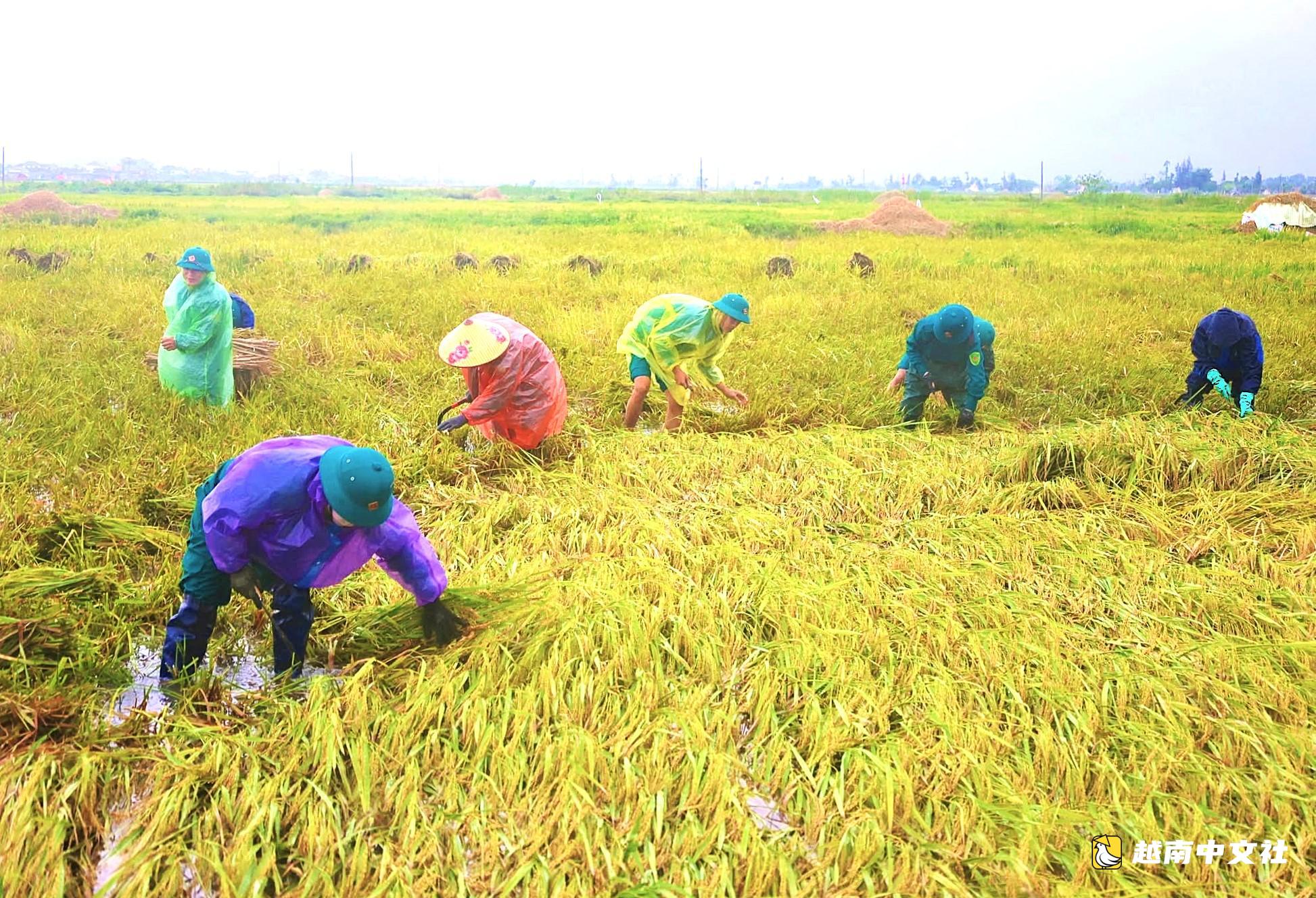 幫助農民收割因雷暴倒伏的水稻