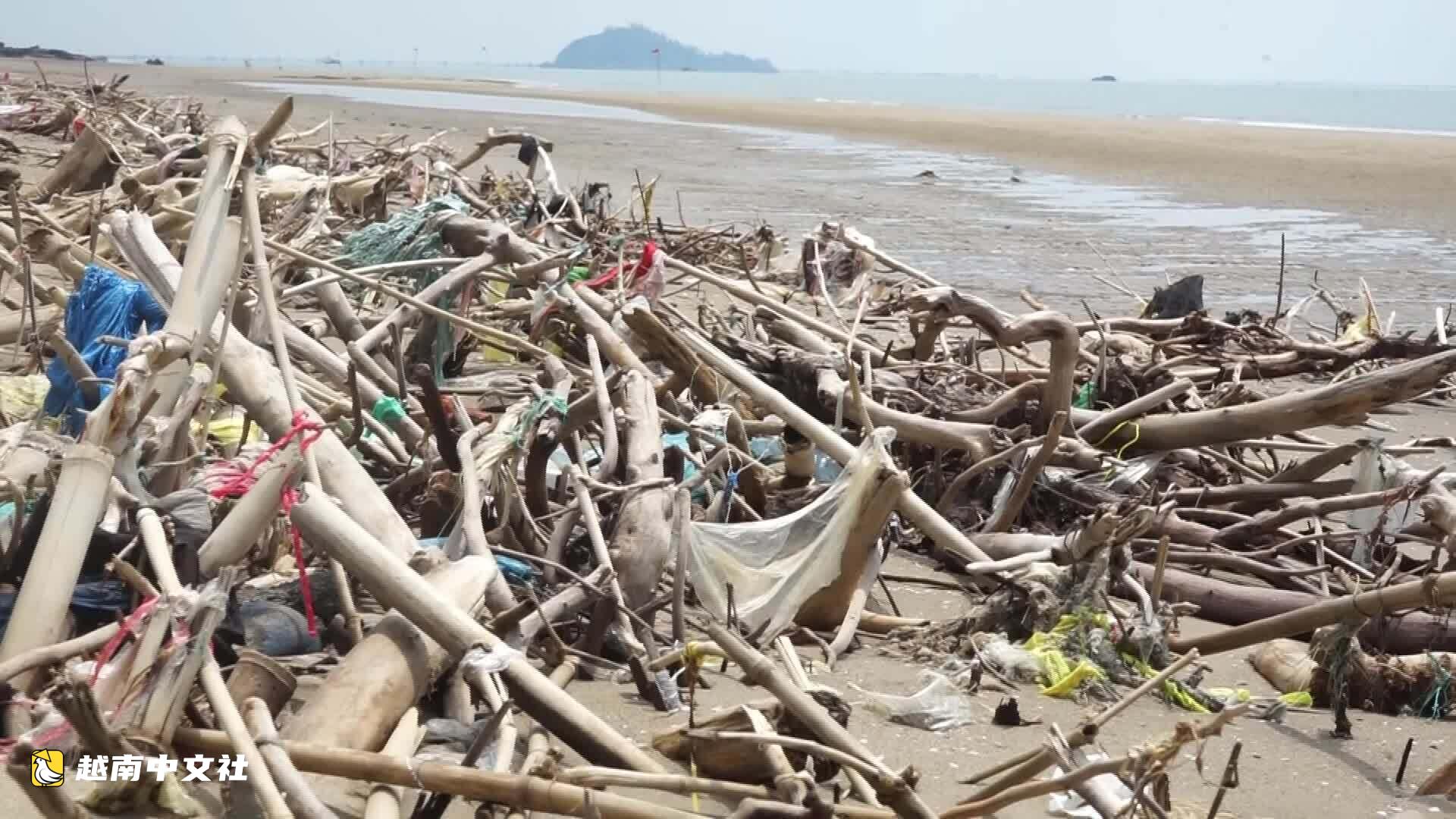 越南海進海灘遍地樹根