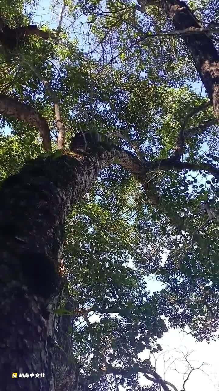 越南村規守護百齡鐵木原始森林