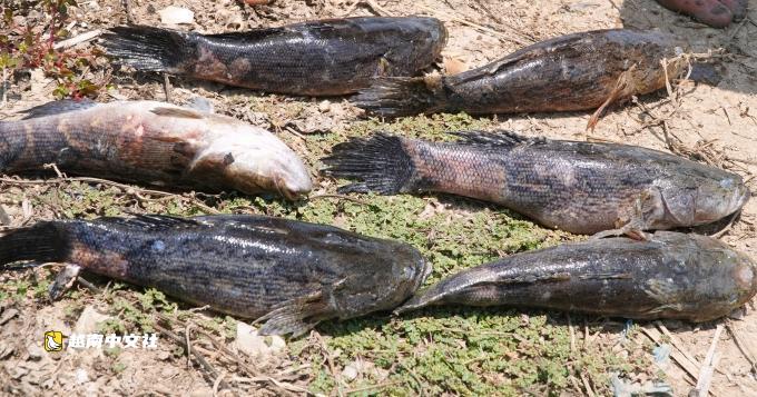 越南金甌機場施工抽沙致鹹水入侵魚蝦死亡