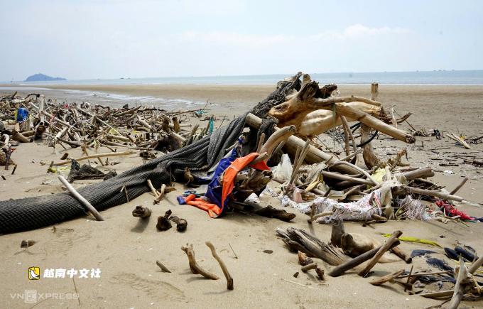 越南海進海灘遍地樹根