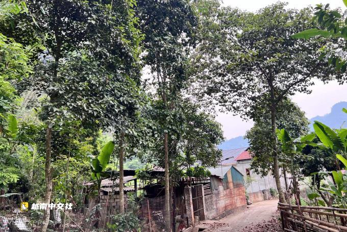 越南村規守護百齡鐵木原始森林