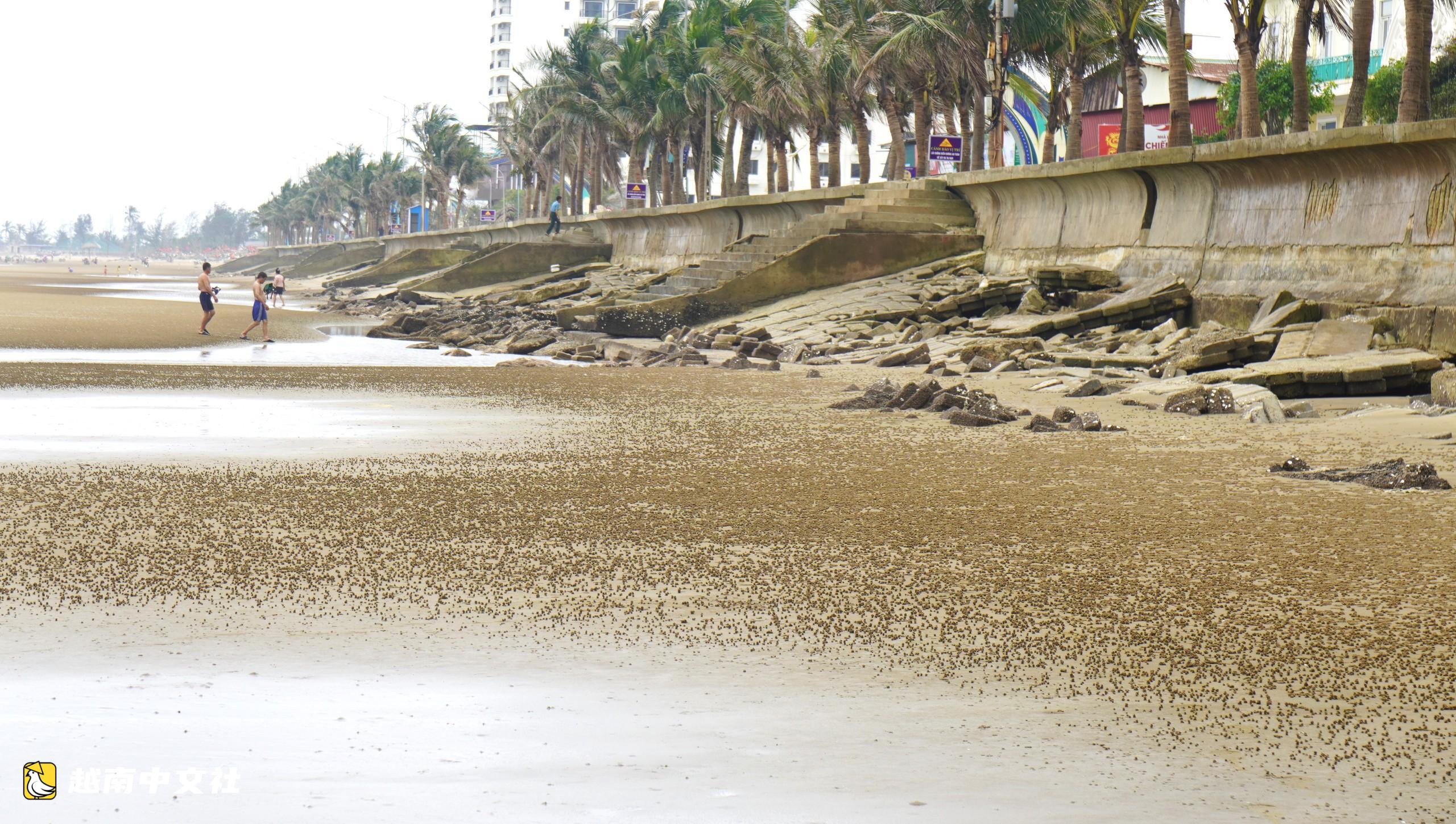 越南海進海灘驚現鋒利鐵樁,威脅遊客安全