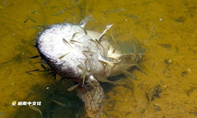越南金甌省要求賠償因機場施工導致魚類死亡事件