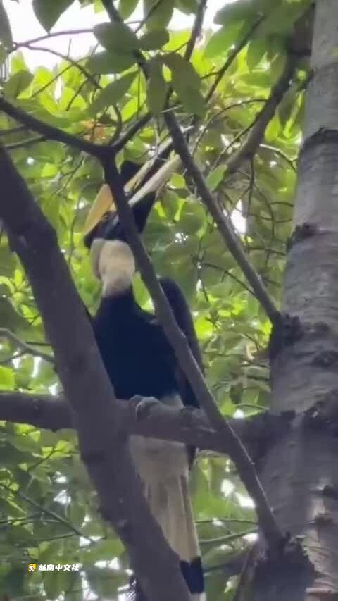 越南胡志明市中心驚現珍稀犀鳥