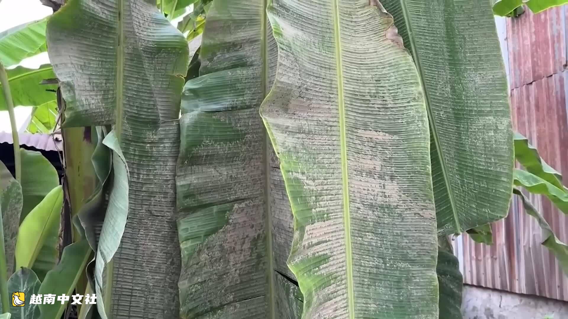 越南芹苴市碾米廠粉塵籠罩居民區