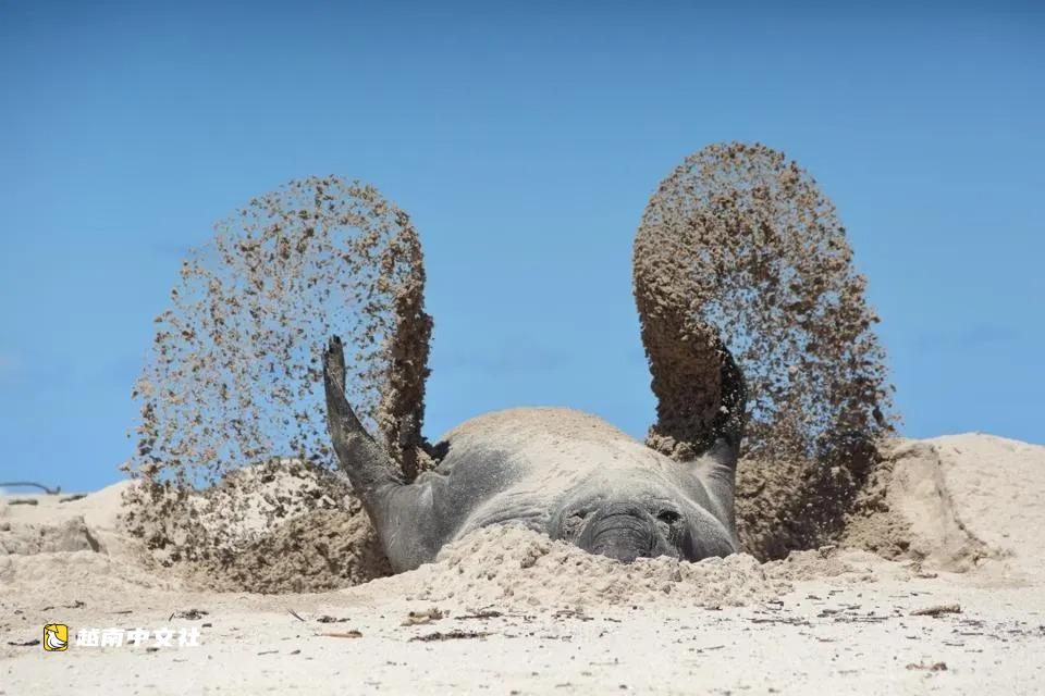 越南國際搞笑野生動物攝影獎作品欣賞
