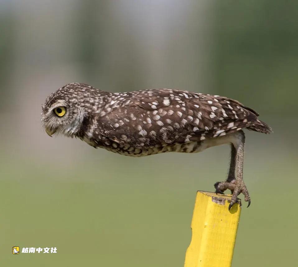 越南國際搞笑野生動物攝影獎作品欣賞