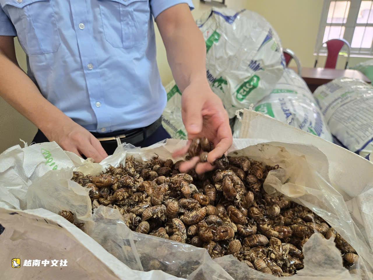 越南运载蝉壳车辆要求提供来源证明案件的真相