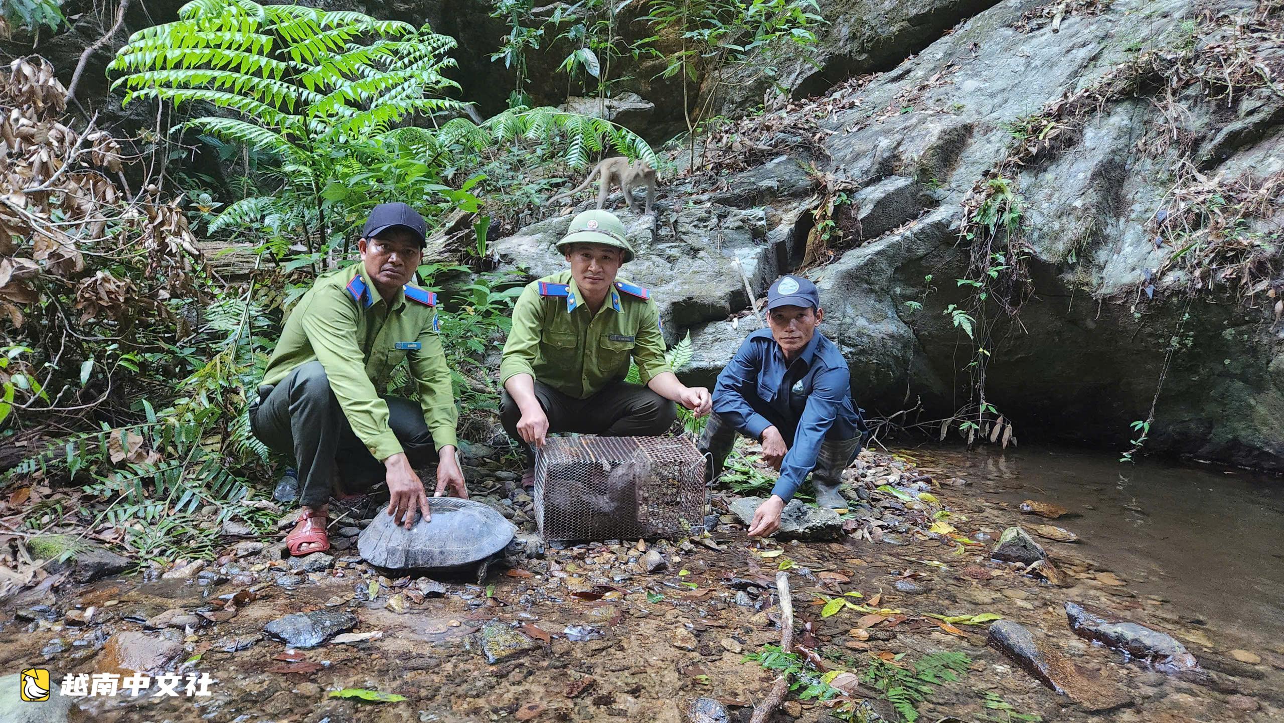 越南:條紋頸龜、小爪水獺、爪哇穿山甲被重新放歸森林