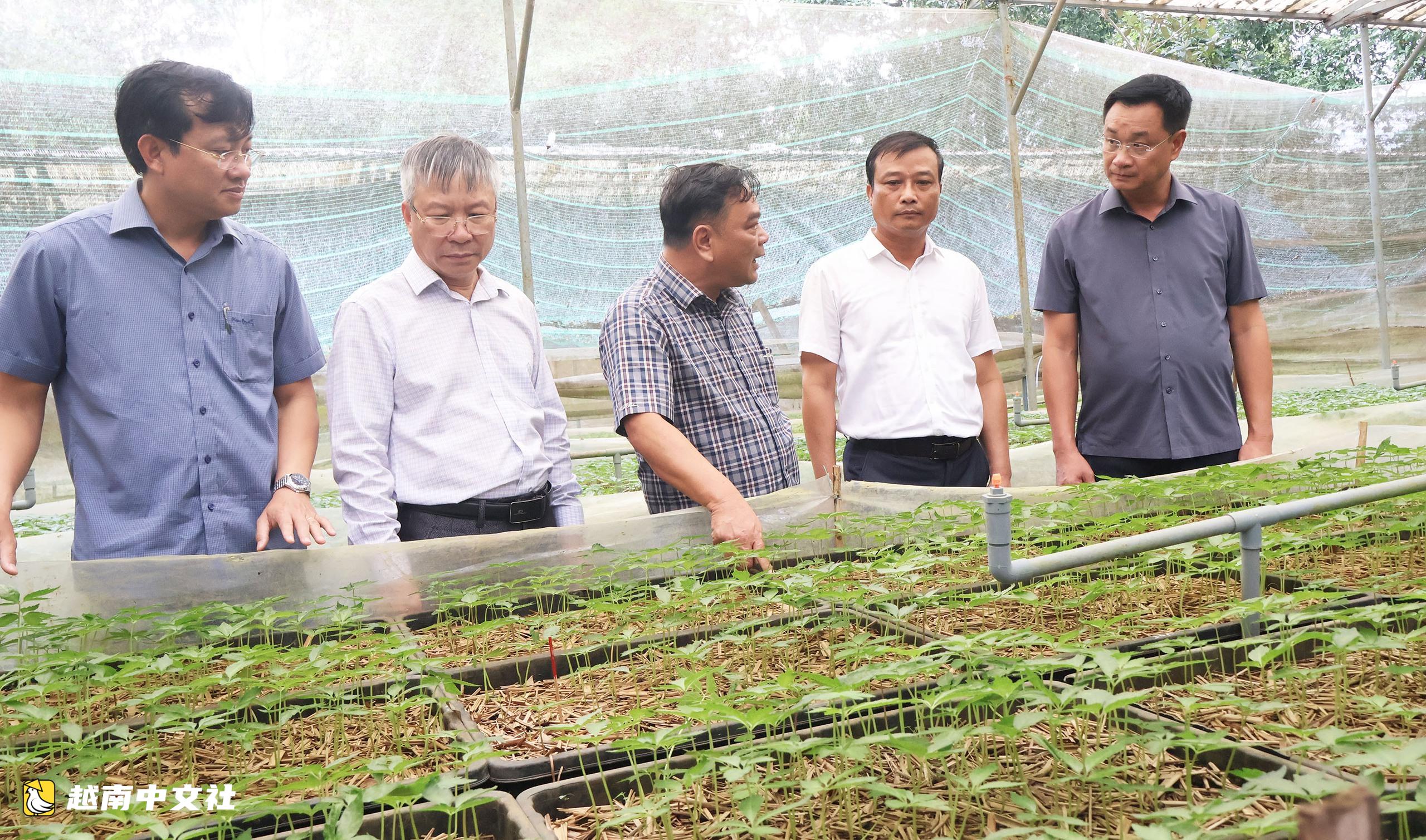 越南峴港即將推出大型玉靈參種植項目和加工廠