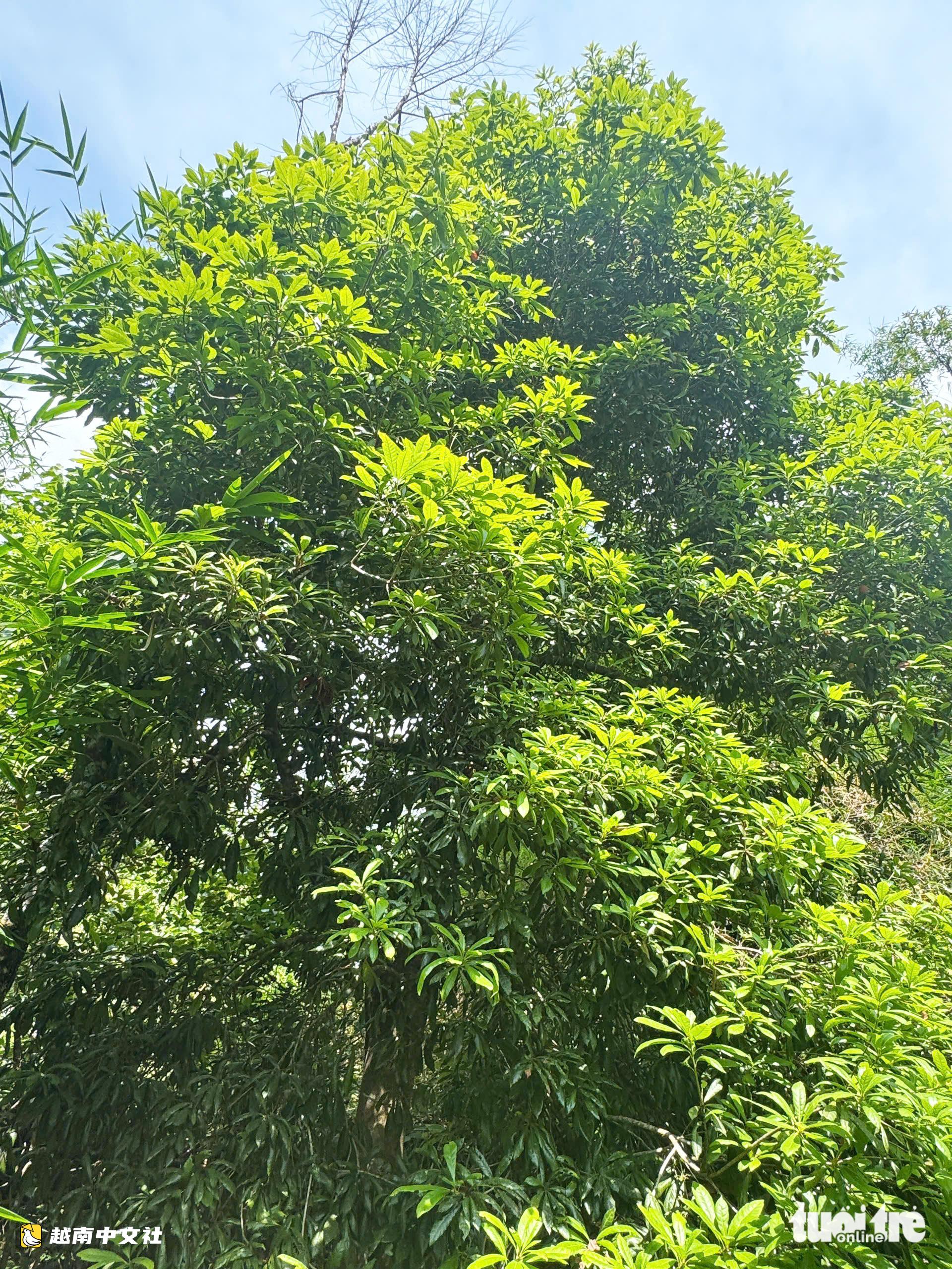 越南玉玲山楊梅成熟季,酸甜可口