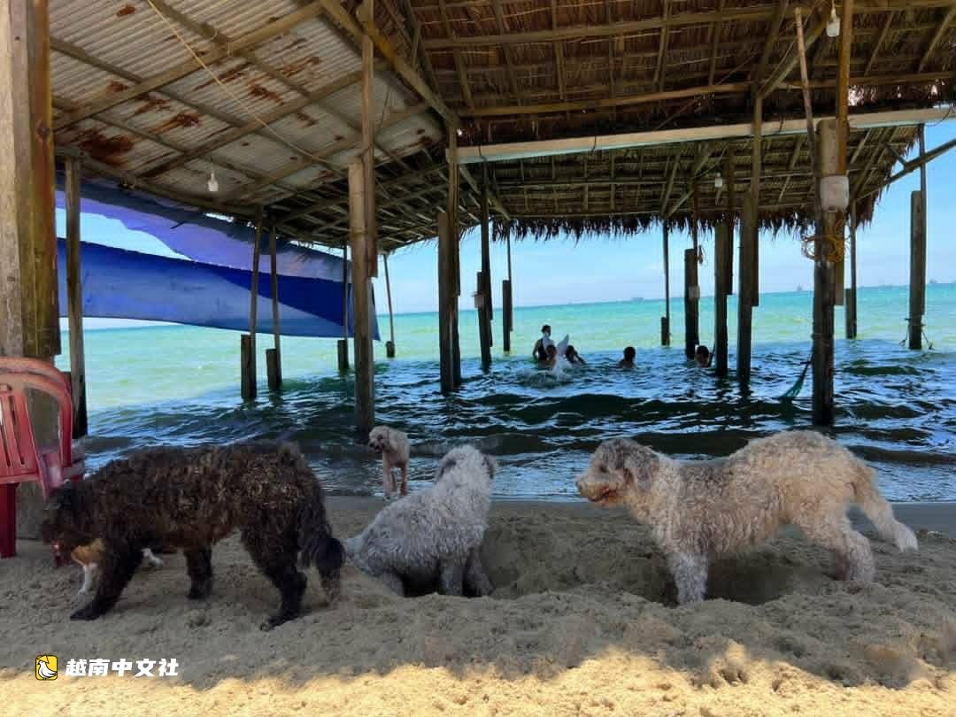 越南:狗只對主人溫順,何來‘我的狗很乖’之說