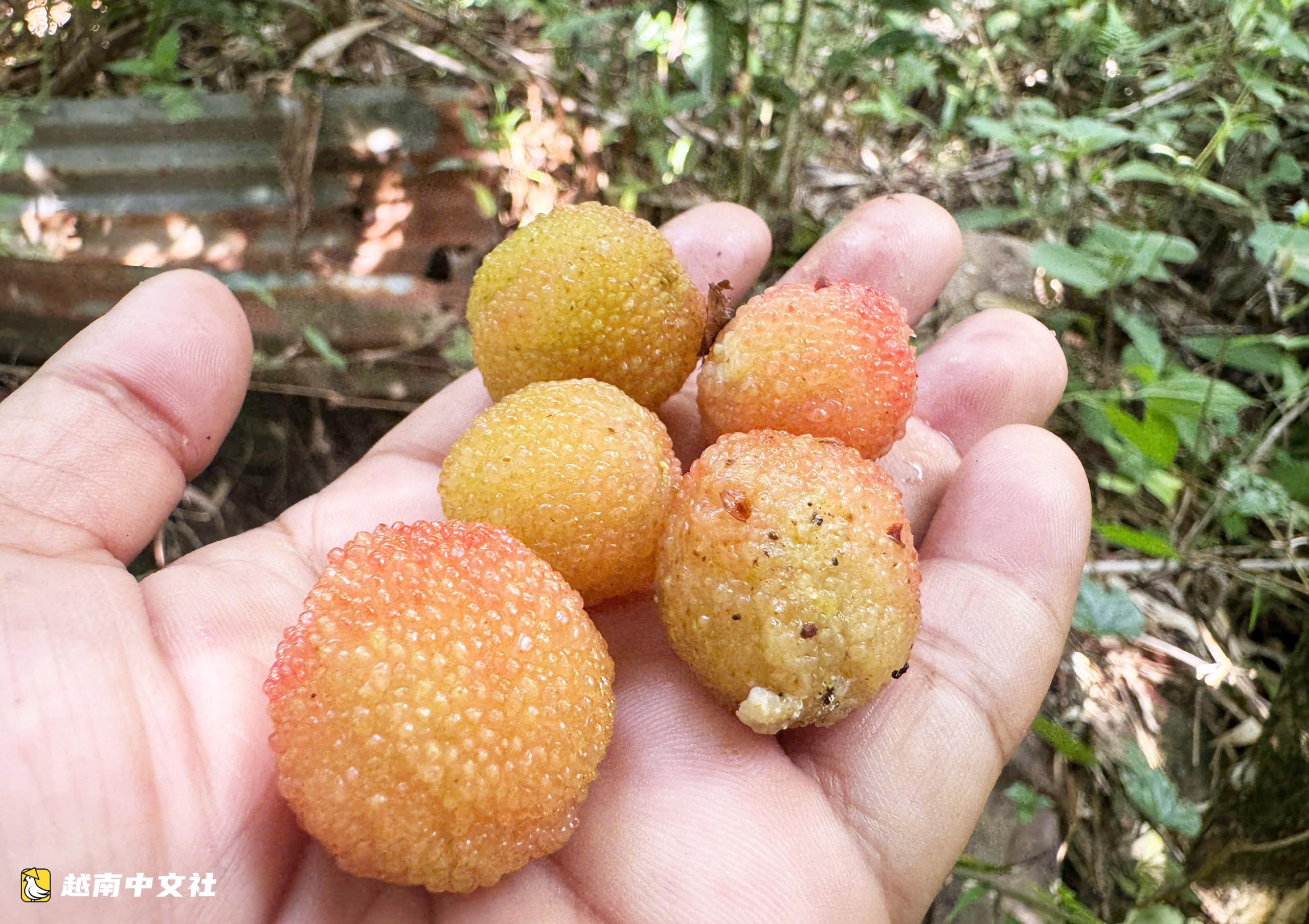 越南玉玲山楊梅成熟季,酸甜可口