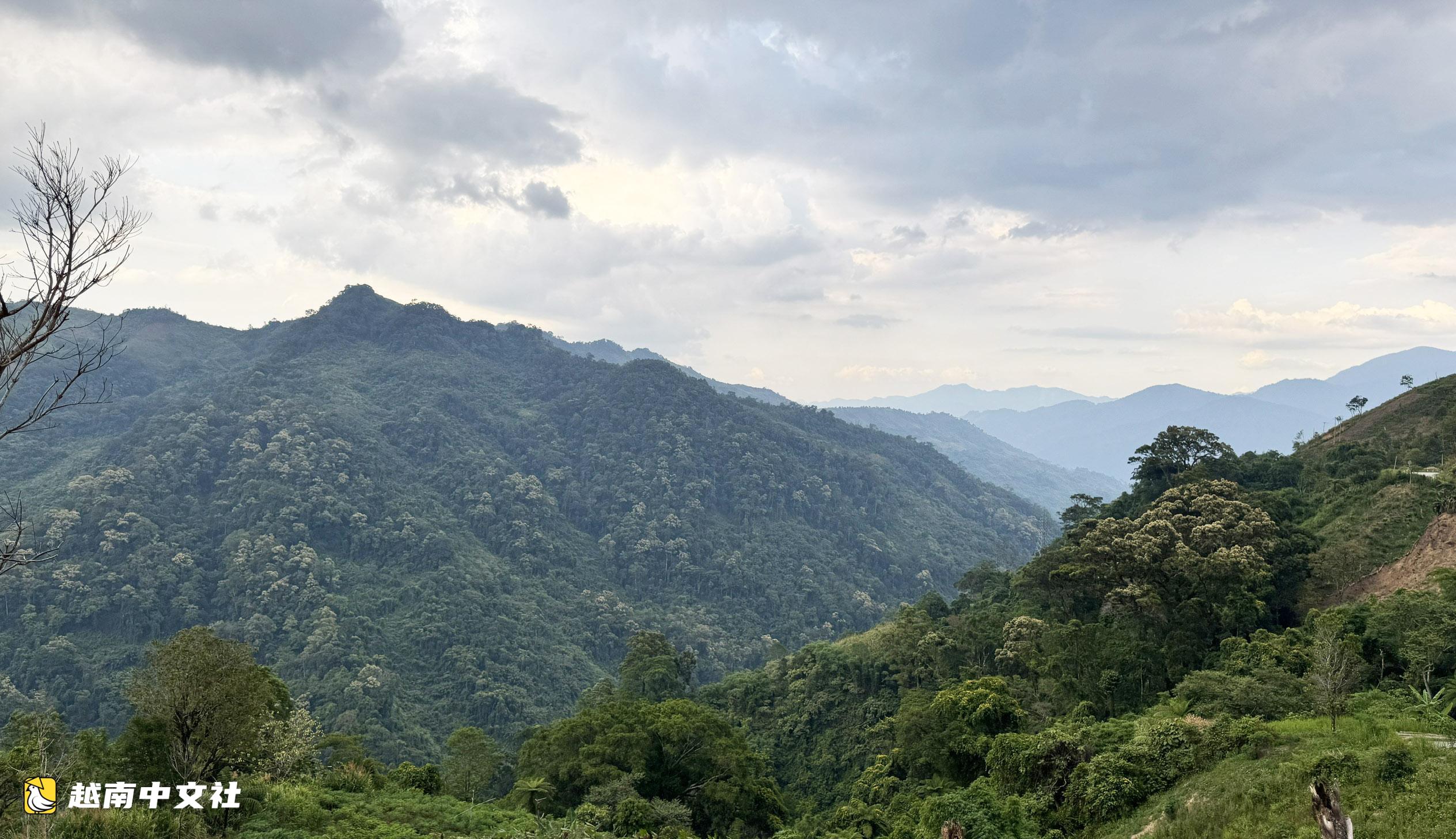 越南玉玲山楊梅成熟季,酸甜可口