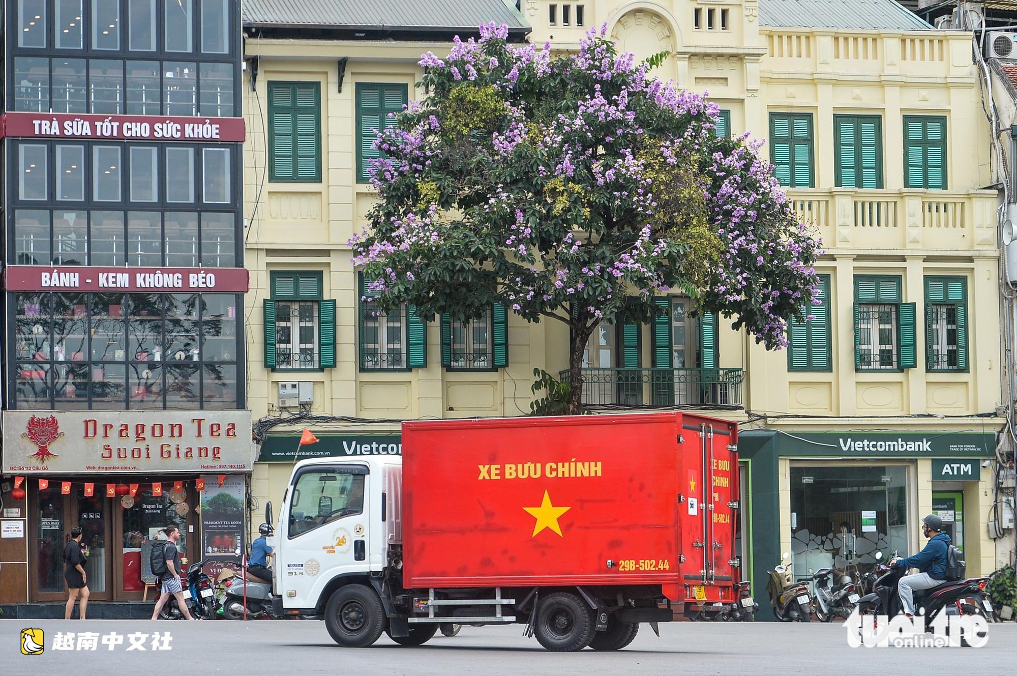 越南河內街頭紫薇花盛開