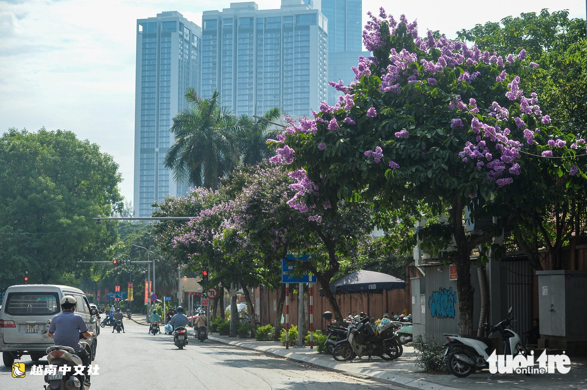 越南河內街頭紫薇花盛開