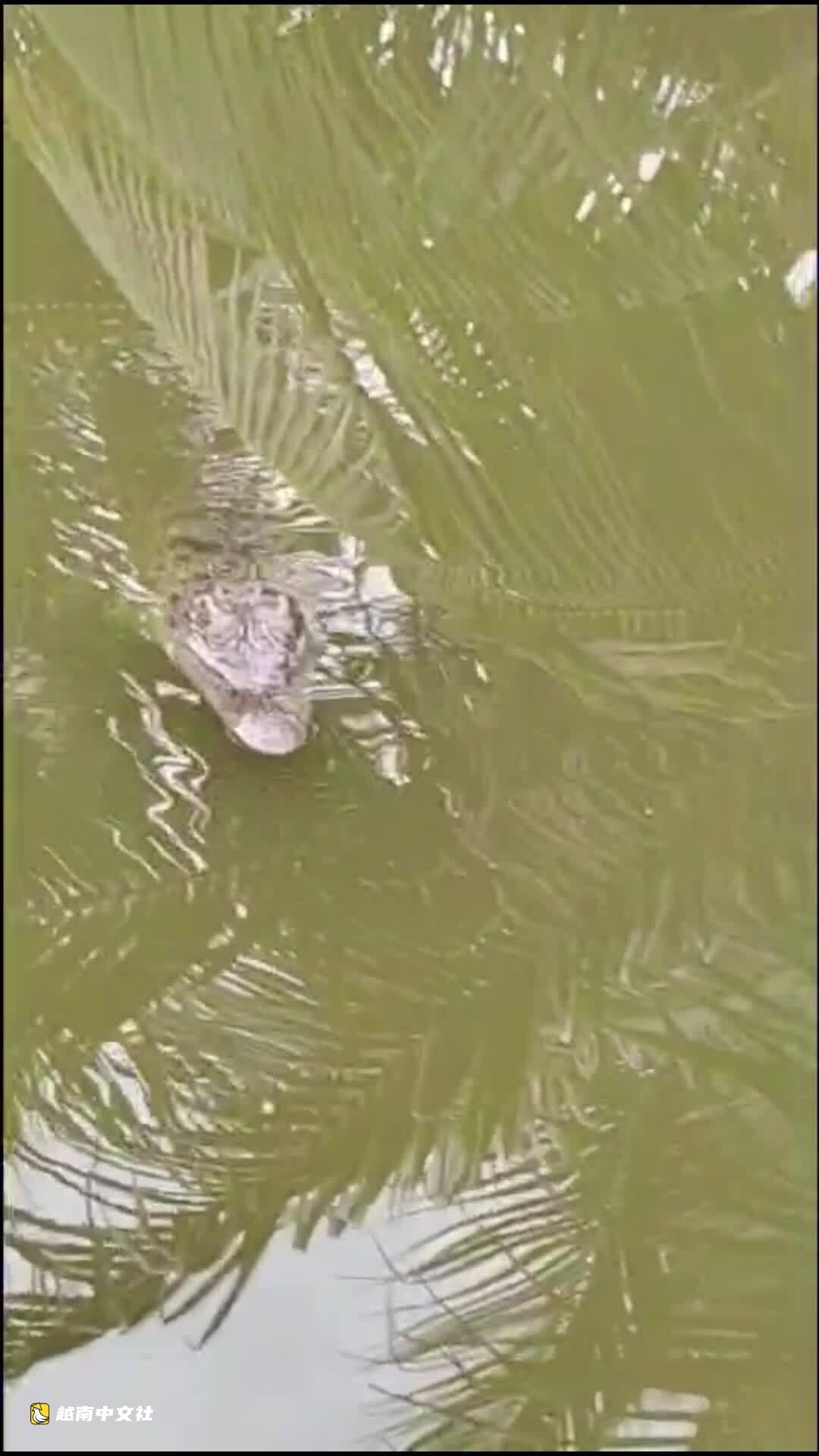 越南民眾家中水塘驚現鱷魚