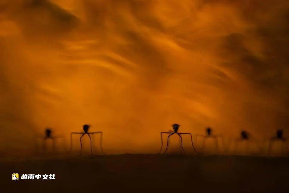 越南攝影師的作品入選2026年世界最美自然攝影獎