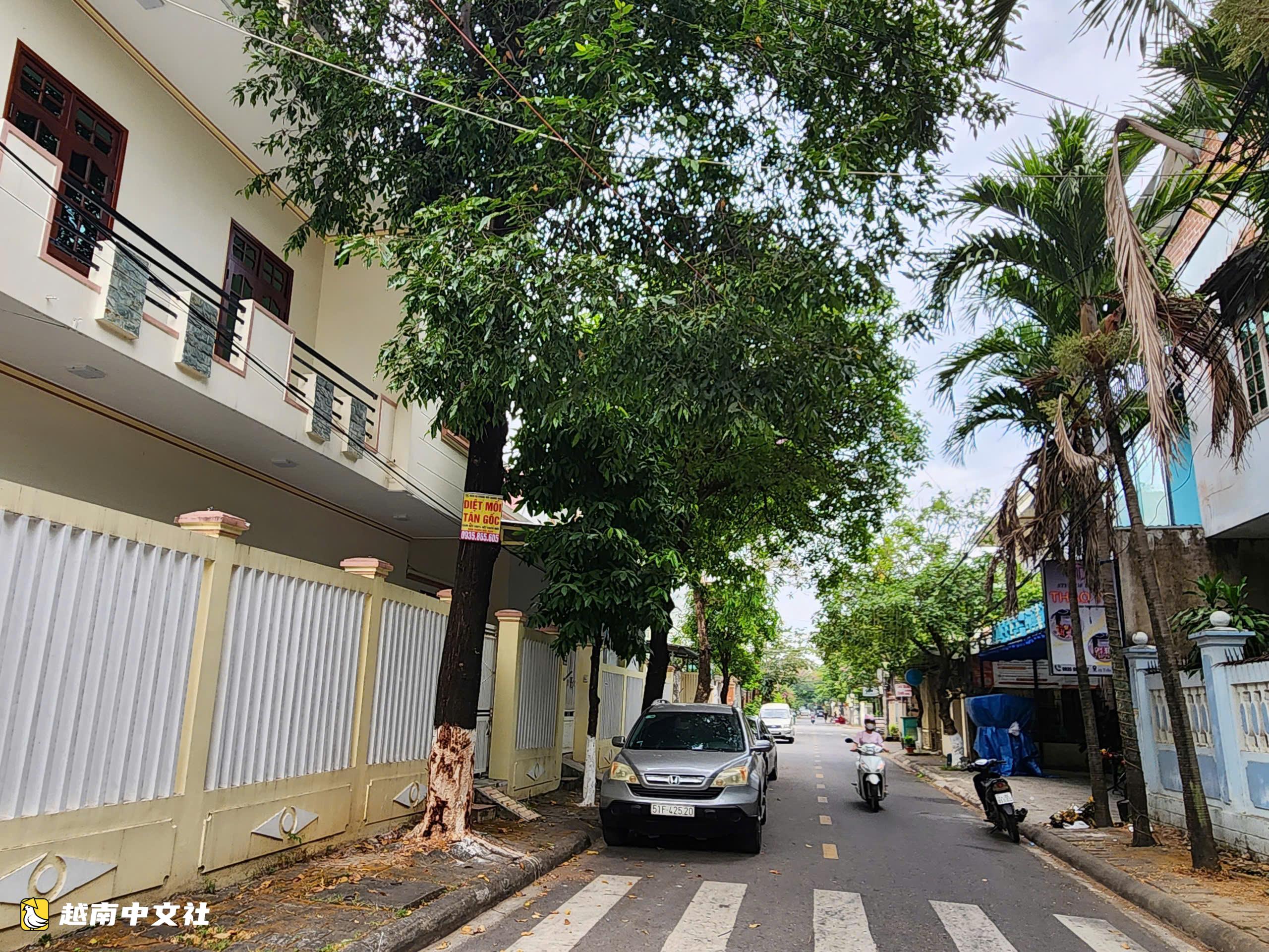 越南廣義省又一棵行道樹被“剝皮”