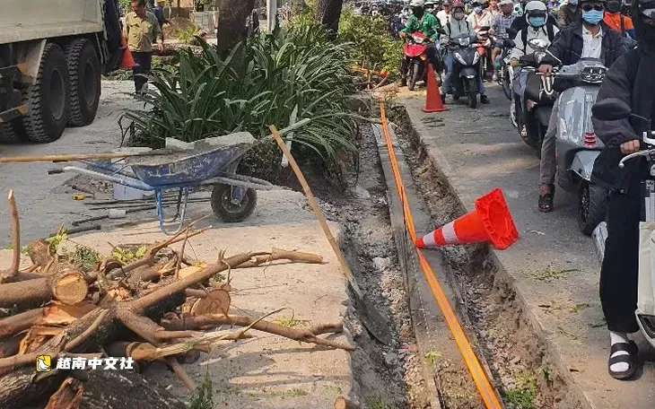 越南廣義省又一棵行道樹被“剝皮”