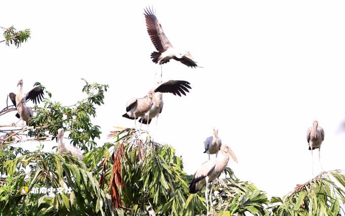 越南老農守護珍稀鳥園呼救