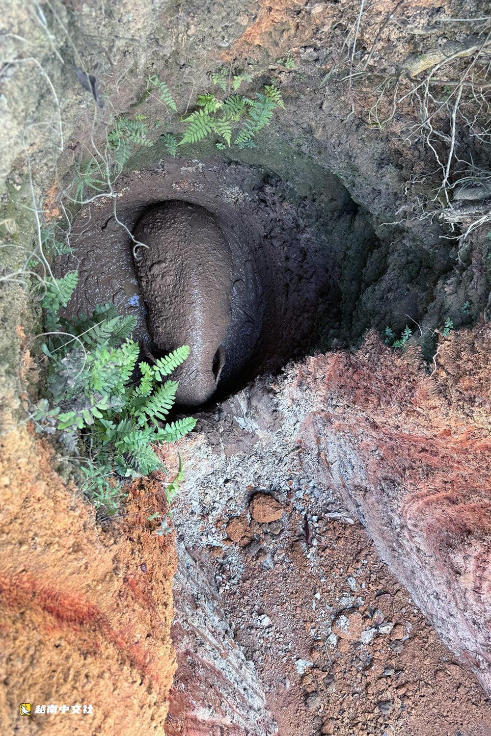越南同奈省保護區一頭小野象跌落深坑獲救