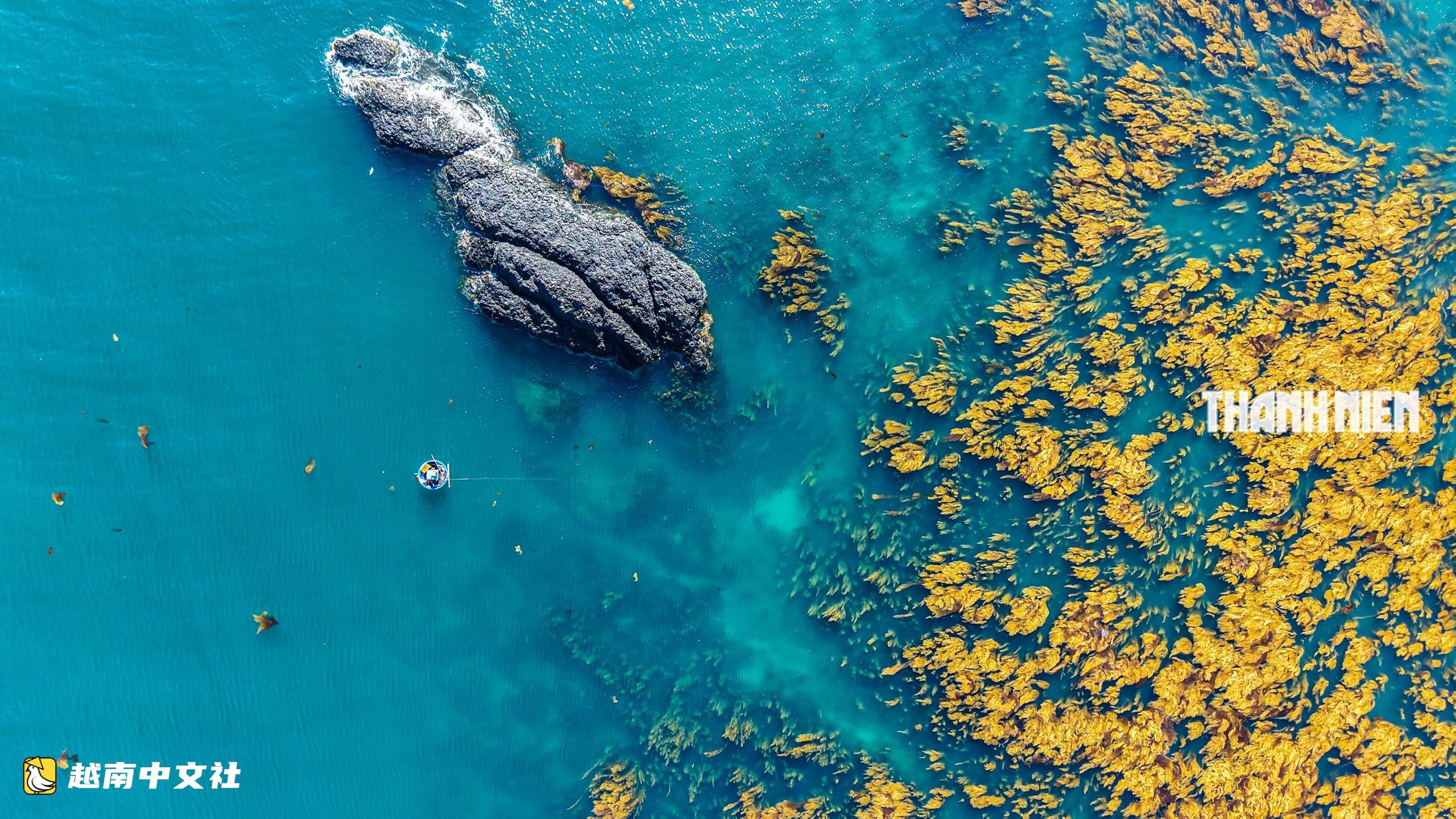 越南廣義省千萬年火山岩灘上的“海藻收穫季”