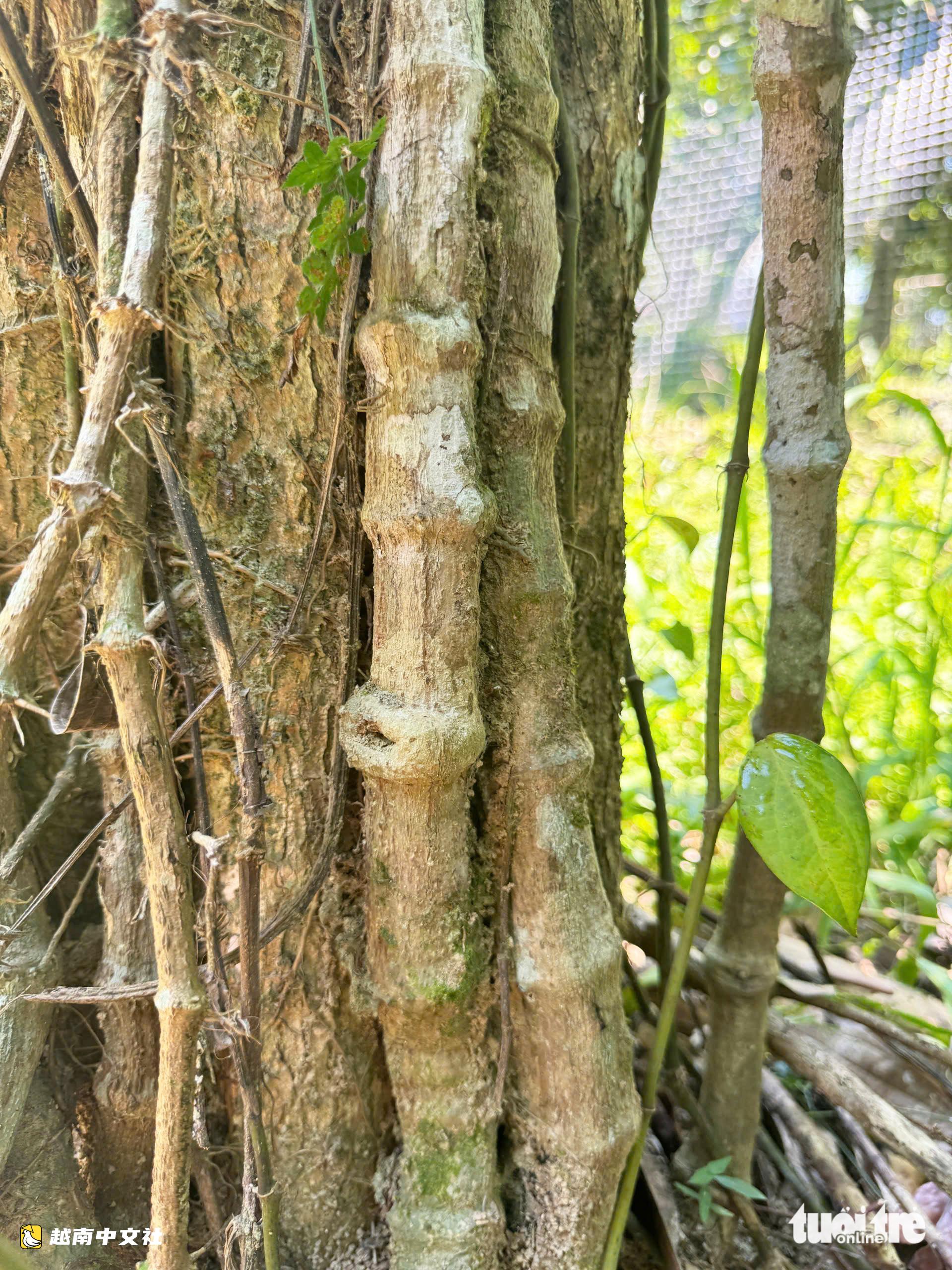 越南仙福縣發現巨型胡椒樹
