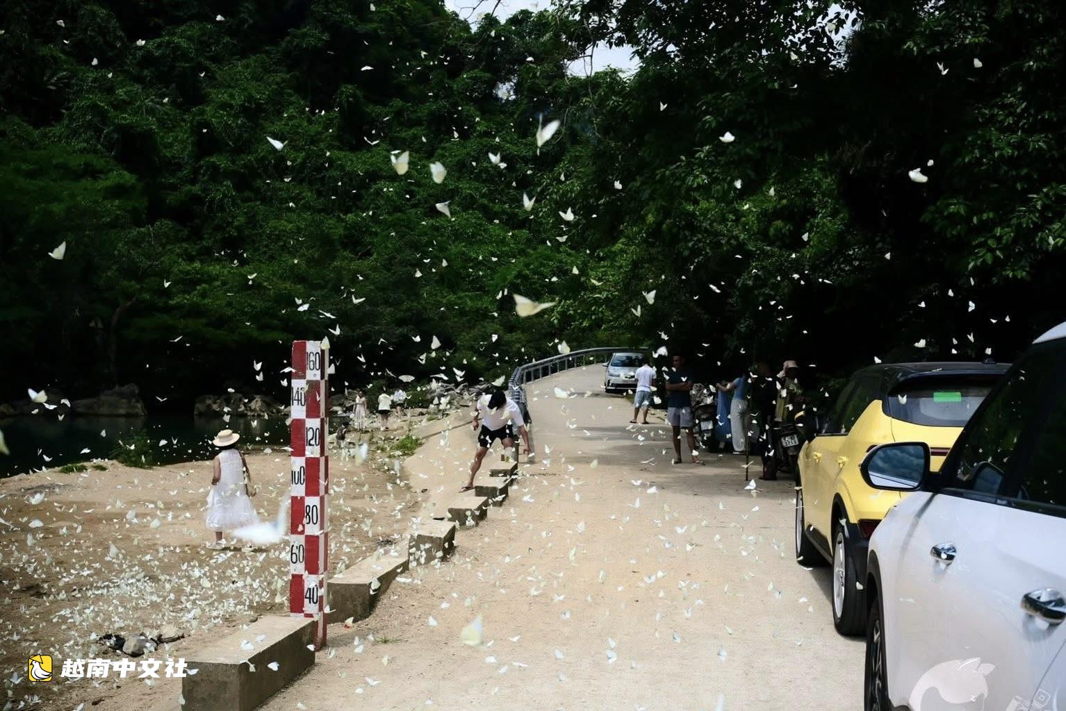 越南峰牙白色蝴蝶季節令遊客陶醉