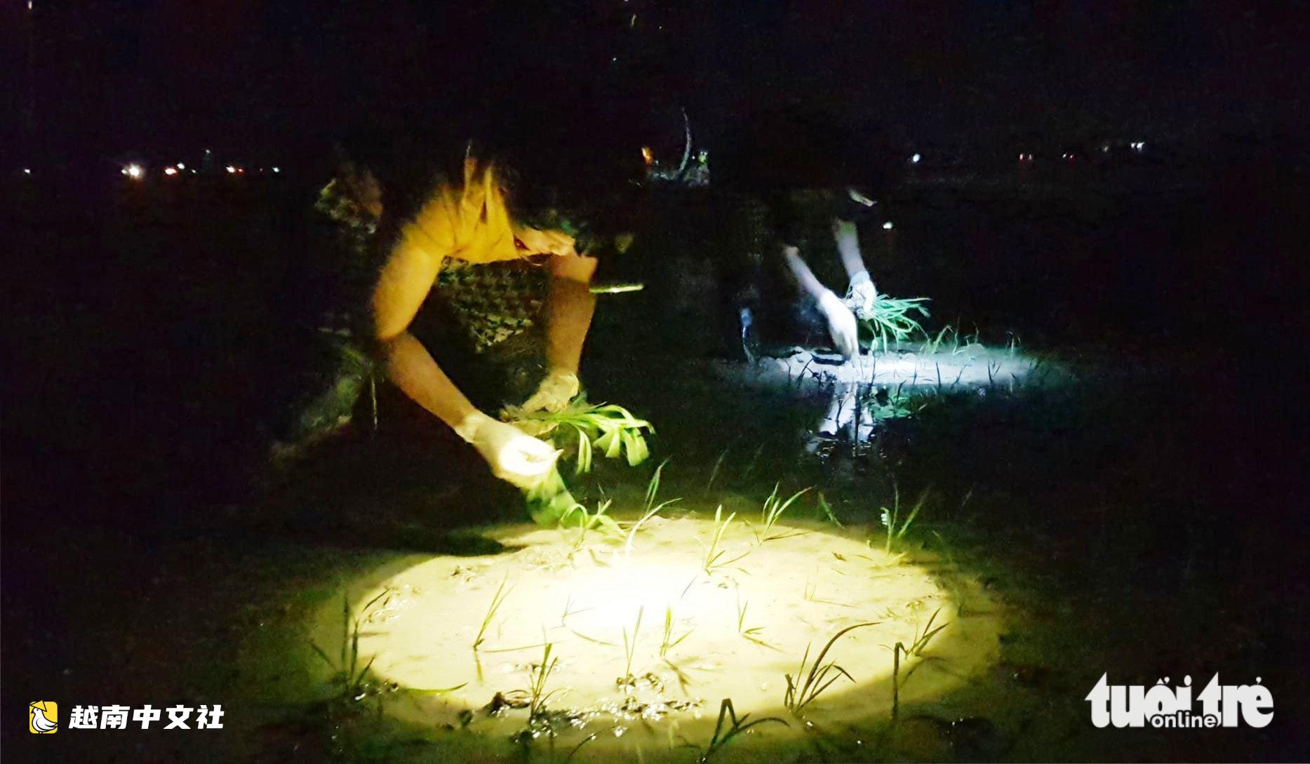 越南農民夜間割稻避暑,民眾湧向水渠‘降溫’