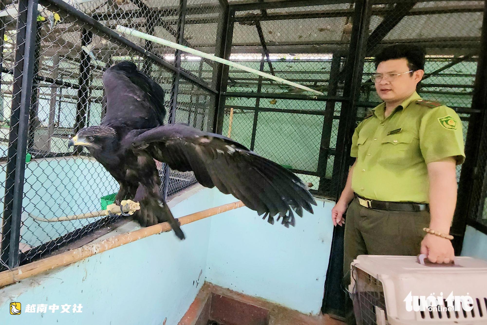 越南胡志明市居民陸續向林業部門上繳珍貴孔雀