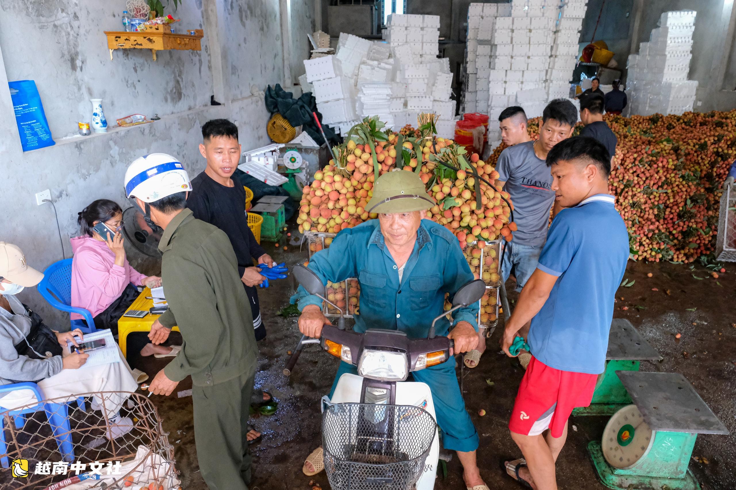 越南荔枝主產區農民連夜“與太陽賽跑”搶收出口