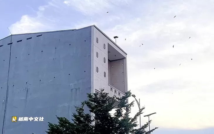 越南嘉萊省禁止在居民區和行政中心區域養燕