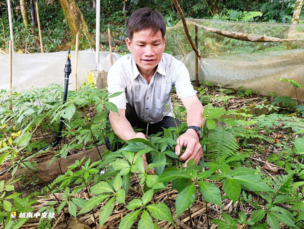 越南學校以玉靈參作為獎勵:意義非凡,但如何種植、照料?