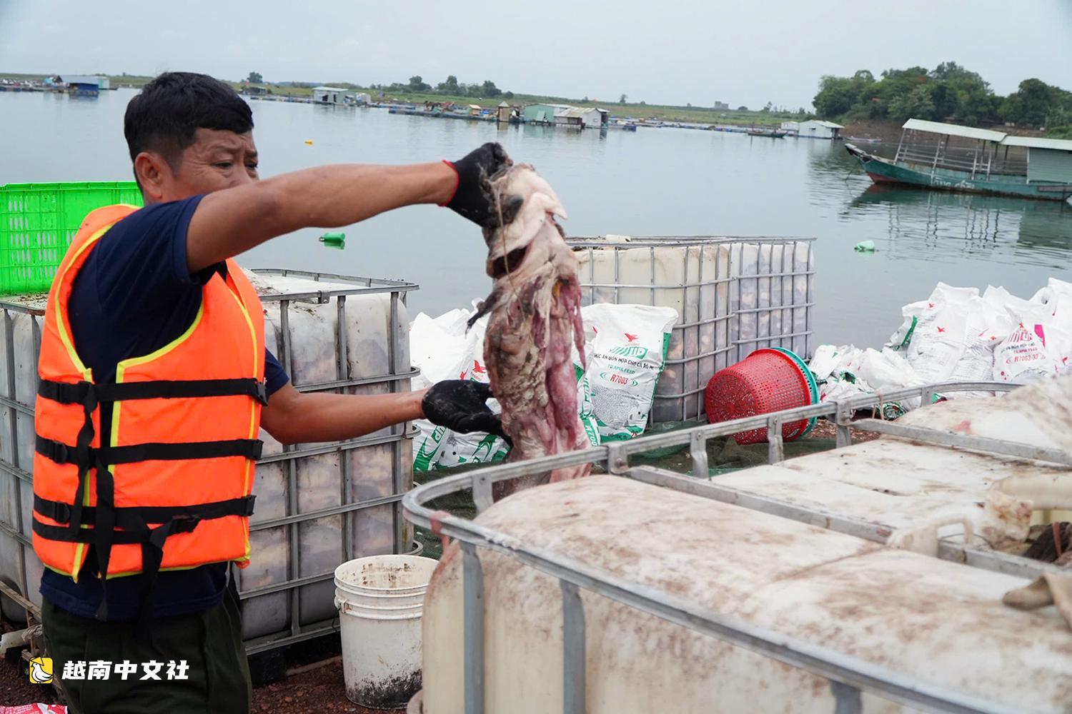越南治安湖網箱養殖魚大量死亡:民眾自發養殖,正在重新整治