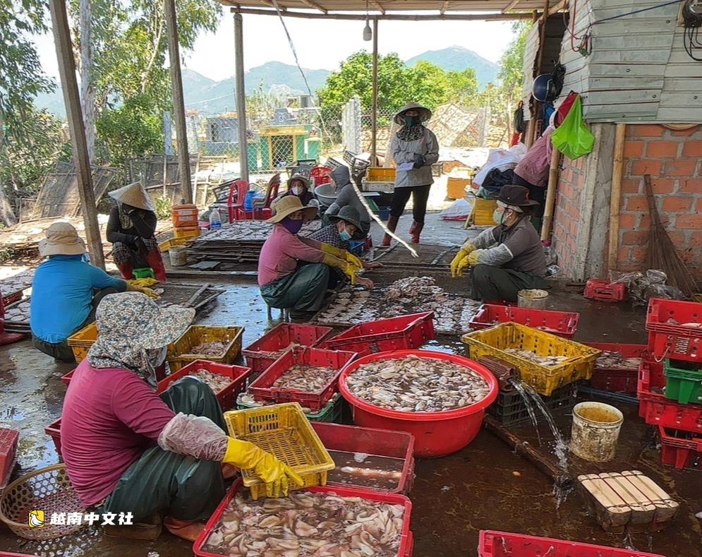 越南處理德吉加工魷魚汙染戶:堅決整治