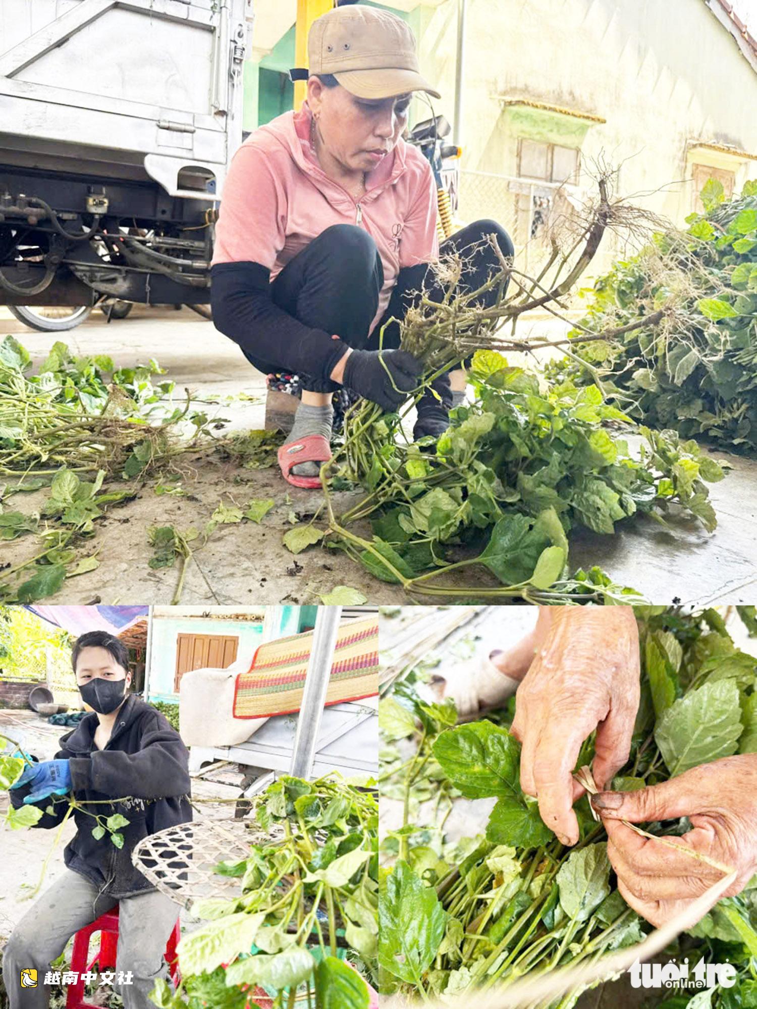 越南峴港的“香葉”豐收季,全村飄香