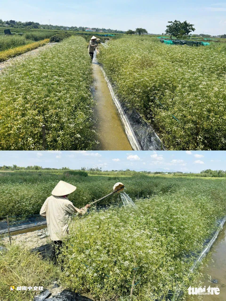 越南峴港的“香葉”豐收季,全村飄香