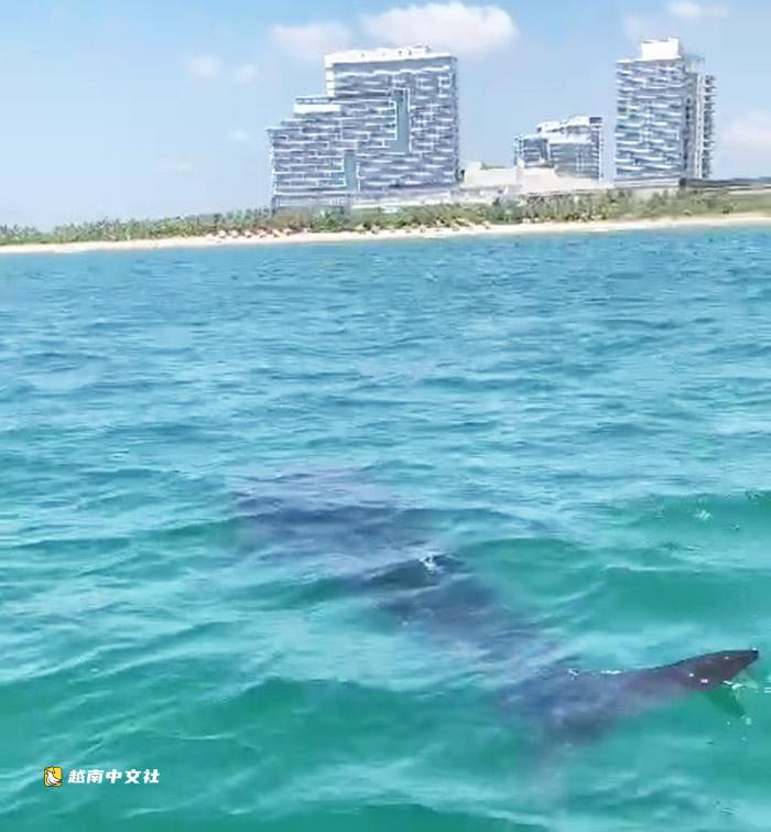 越南岘港:一条近6米长的鲸鲨在近海畅游
