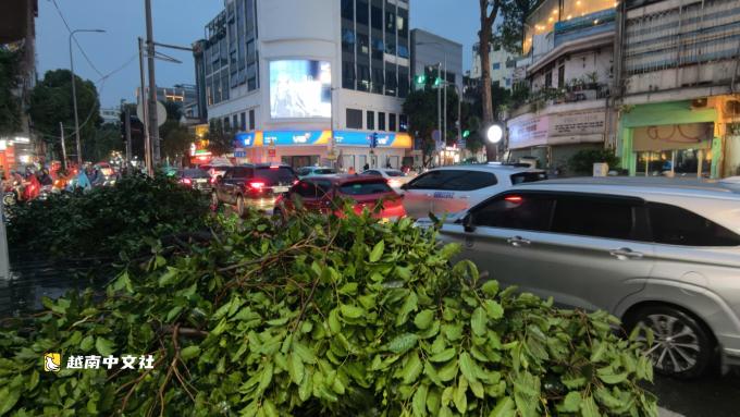 越南胡志明市中心大樹倒下壓中兩輛汽車