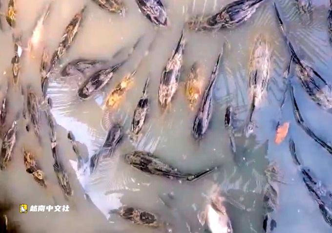 越南金甌機場魚死亡事件:多戶尚未接受賠償方案