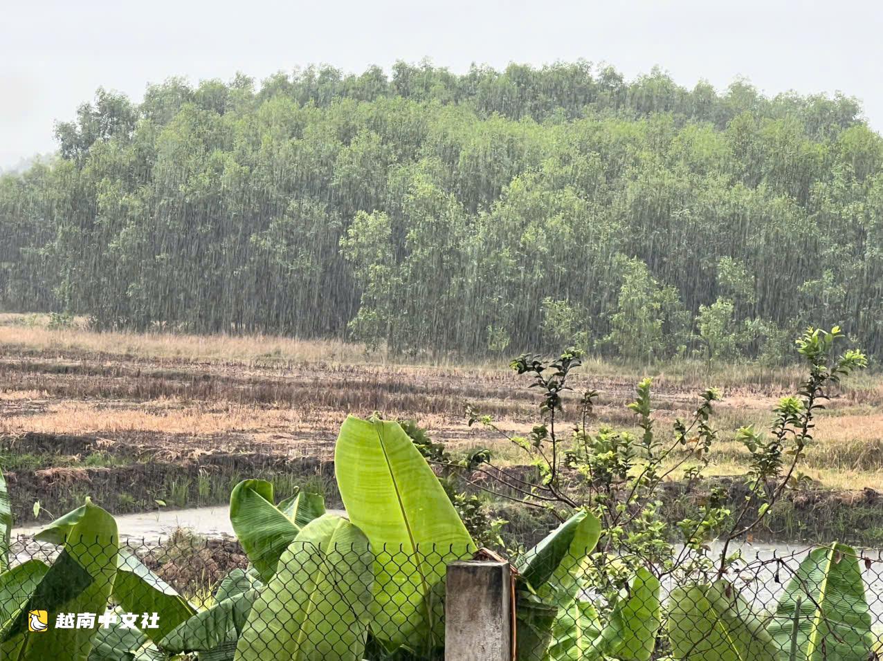 越南廣義省“如金般珍貴”的降雨在高考期間及時降溫