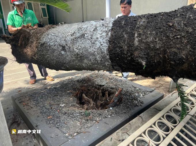 越南一棵20多米高的古松樹倒下砸中兩輛汽車