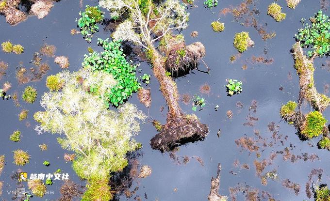 越南烏明下國家公園的千層樹森林因防火保水而退化