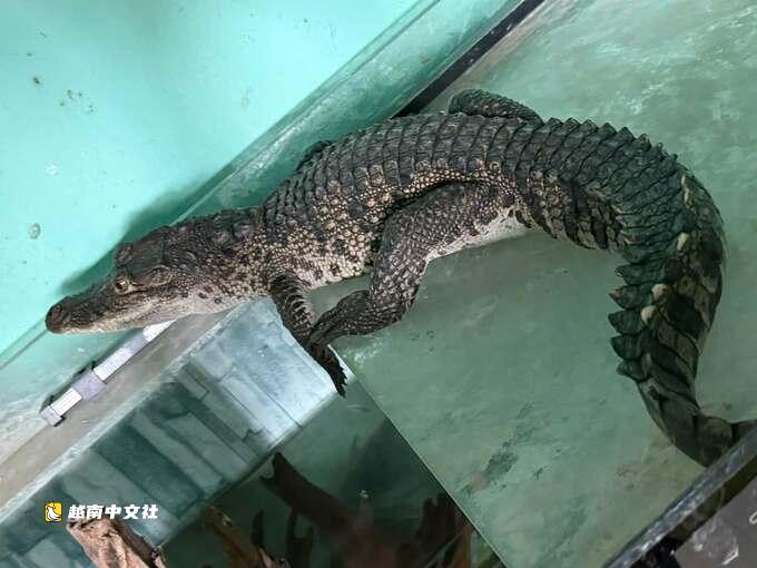越南深夜鱷魚爬入居民家中