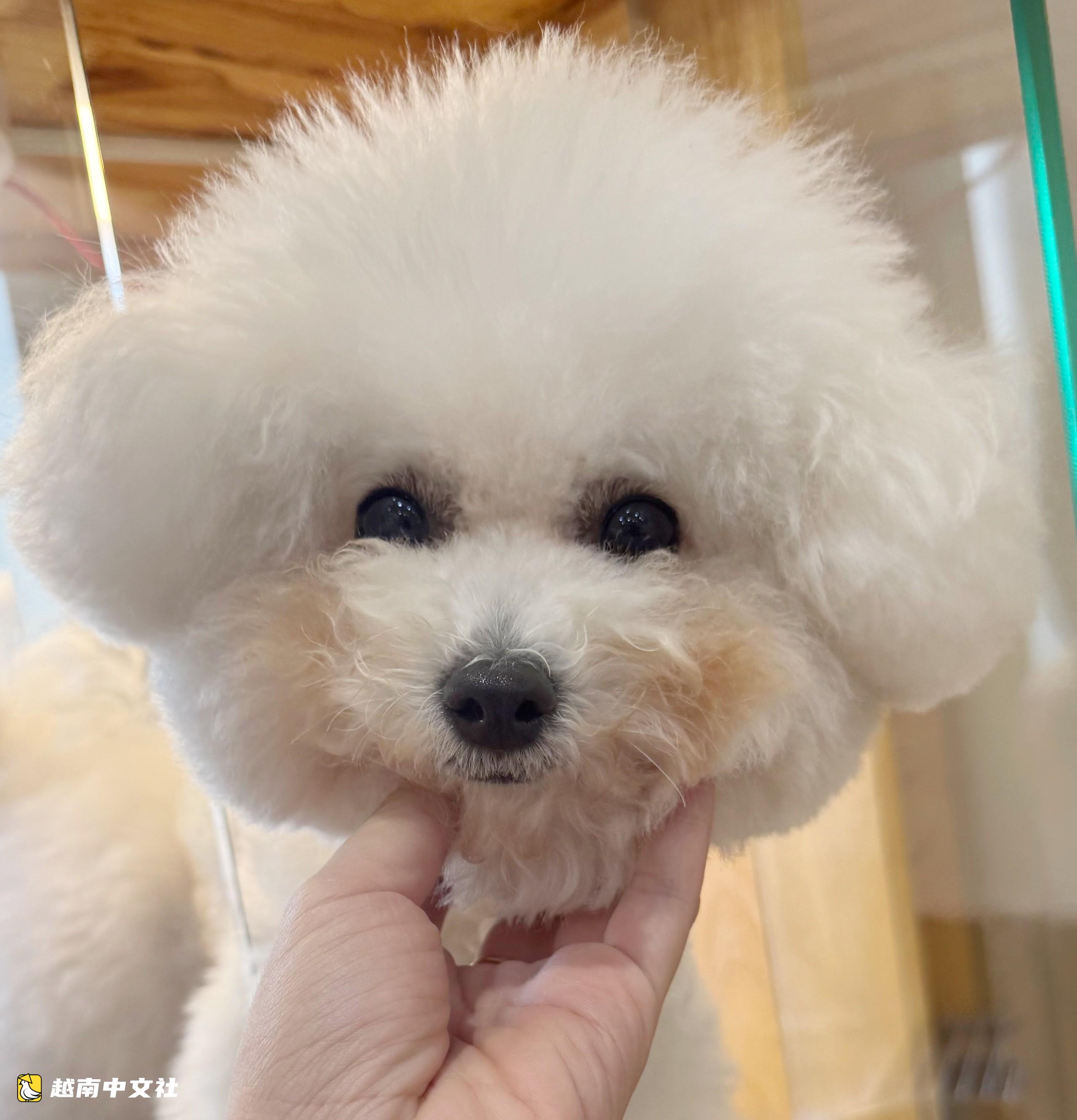越南寵物飼養成本高:花費數億越盾養‘寶貝’