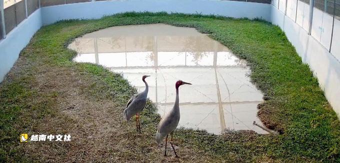 越南竹竿崗國家公園即將再從泰國迎來6只紅冠鶴